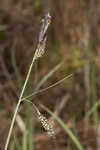 Barratt's sedge